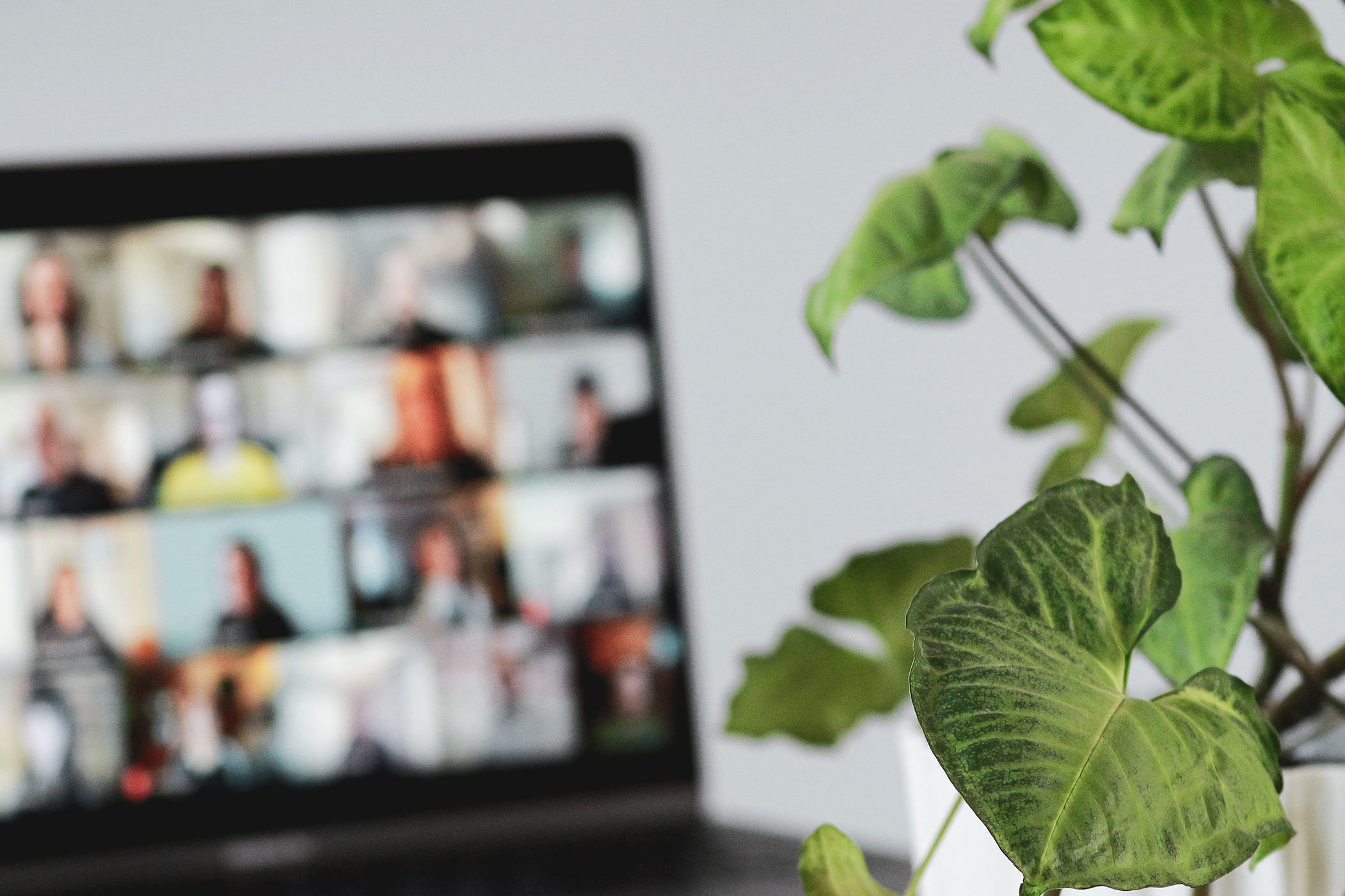 Photo of a plant in front of a computer. On the computer screen is a series of webcams during a virtual meeting.